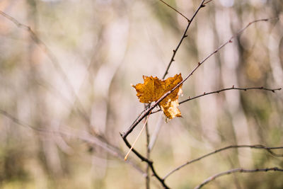 Close-up of wilted plant