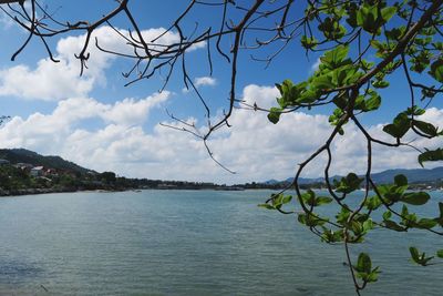 Scenic view of tree against sky