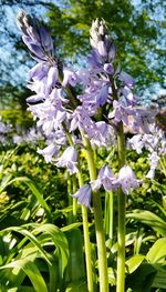 Close-up of purple flowers