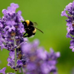 Close-up of bee pollinating on purple flower