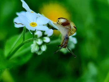 Close-up of insect on flower