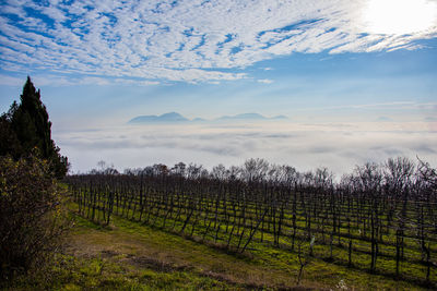 Vineyards in autumn with cloudy sky over the hills in villaga, vicenza italy