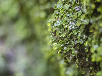 Close-up of plant against blurred background