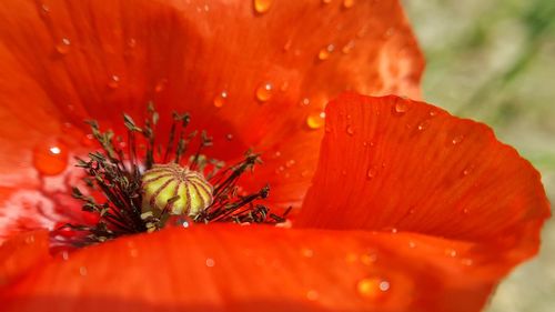 Close-up of wet red flower