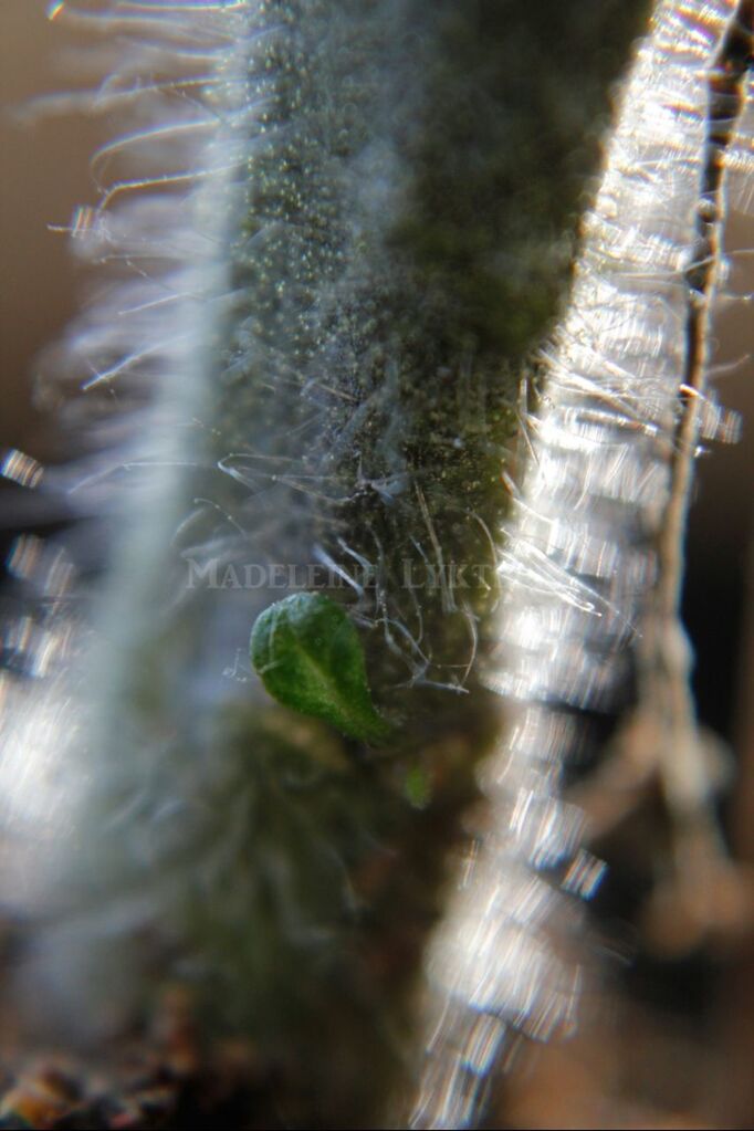 selective focus, focus on foreground, close-up, blurred motion, focus on background, outdoors, motion, night, no people, tree, nature, long exposure, metal, street, reflection, high angle view, wood - material, spider web, illuminated