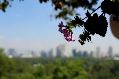 Close-up of flowers blooming on tree