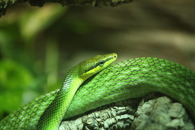 Close-up of snake