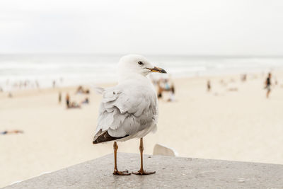 Seagull perching on beach