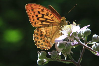 Close-up of butterfly pollinating on flower
