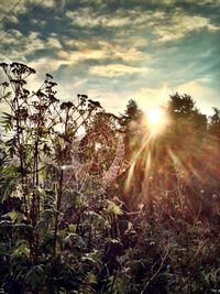 Scenic view of grassy field against sky at sunset
