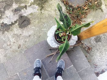 Low section of man standing by plant in yard