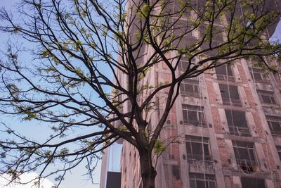 Low angle view of tree against building in city