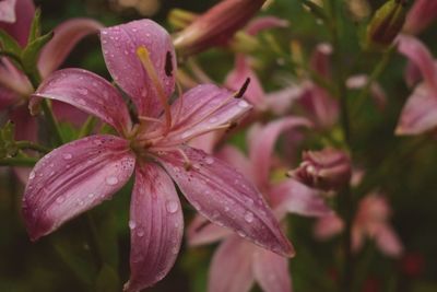 Close-up of wet pink flowering plants