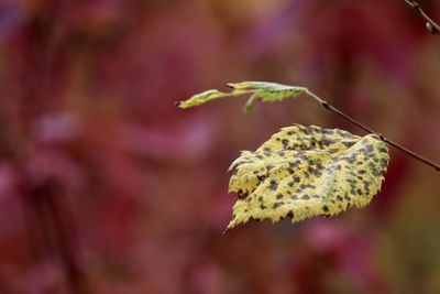 Close-up of green leaves on plant