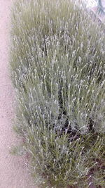 Close-up of cactus plant