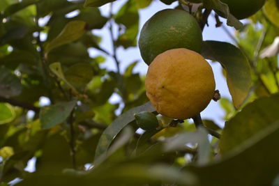 Close-up of fruit growing on tree