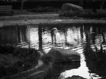 Close-up of swan swimming on lake