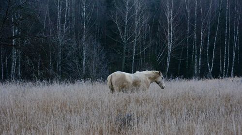 Horse in a field