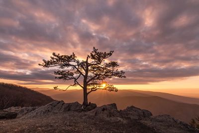 Tree on landscape against dramatic sky