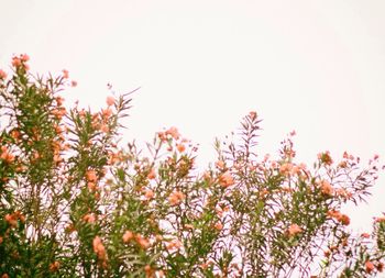 Close-up of flowers blooming against clear sky