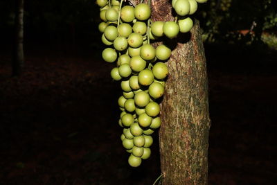 Close-up of grapes on tree in field