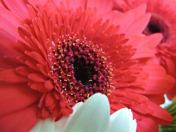 Close-up of pink flower blooming outdoors