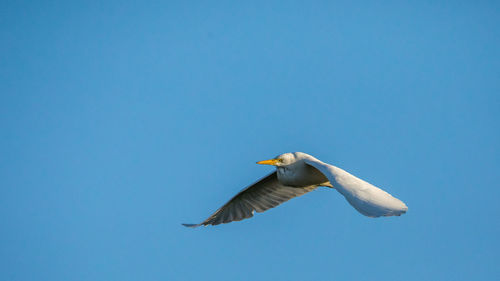 Low angle view of seagull flying
