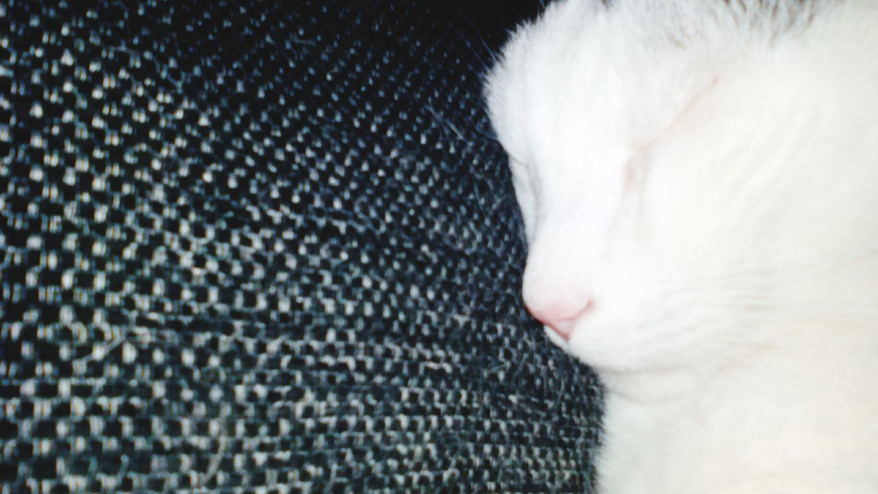 indoors, close-up, part of, animal themes, one animal, one person, white color, cropped, domestic animals, textile, sleeping, pets, animal body part, domestic cat, pattern, detail, person, fabric, full frame