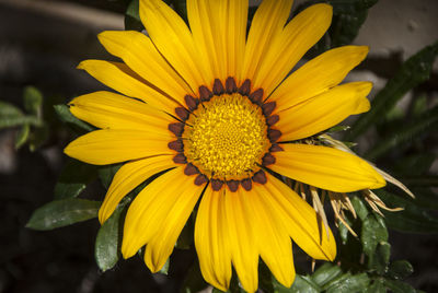 Close-up of yellow flower