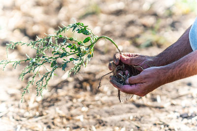 Cropped hands of male farmer planting crop at farm