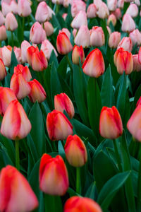 Full frame shot of red tulips