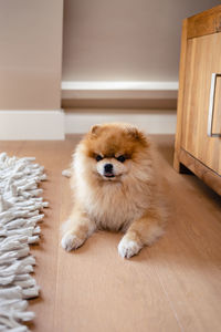 Portrait of dogs on hardwood floor at home