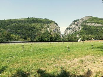 View of green grazing on field against clear sky