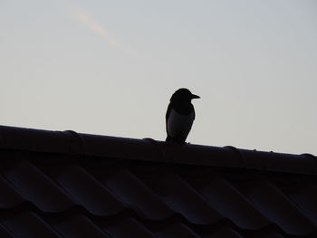 Low angle view of bird perching on roof against sky