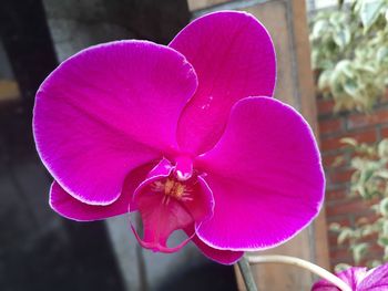 Close-up of pink orchid flower
