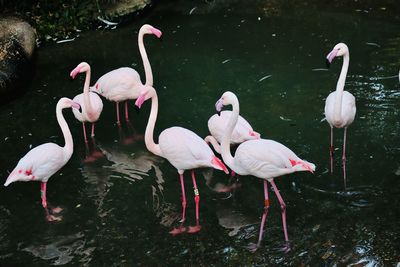 View of birds in lake