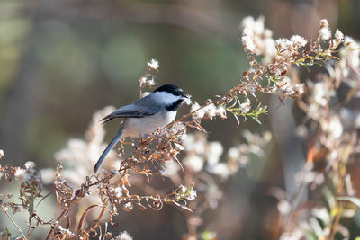 bird
