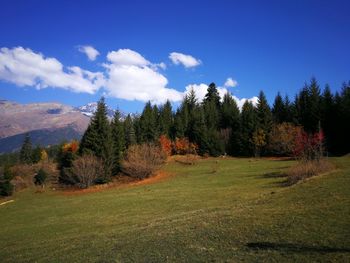 Trees on field against sky