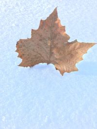 Close-up of maple leaf in water