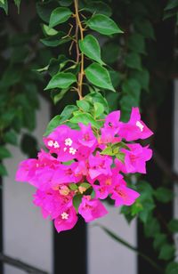 Close-up of pink flowering plant