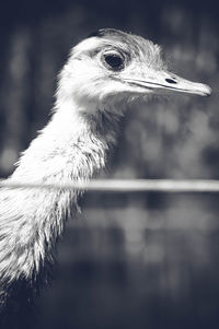 Close-up of bird