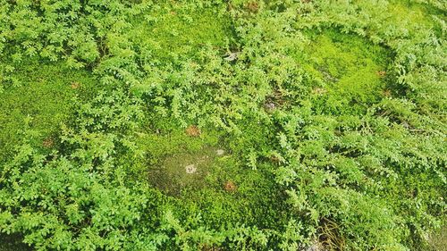 High angle view of leaf floating on water