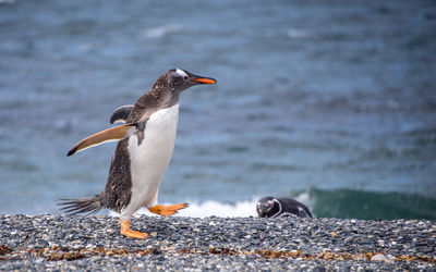 Bird perching on a rock