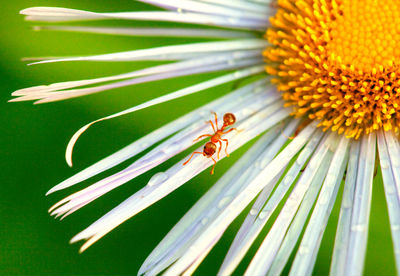 Close-up of bee on flower