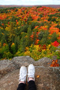 Low section of person standing by trees in forest