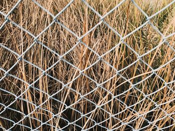 Full frame shot of dry grass