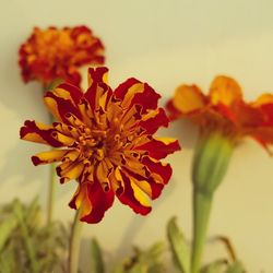 Close-up of marigolds blooming outdoors