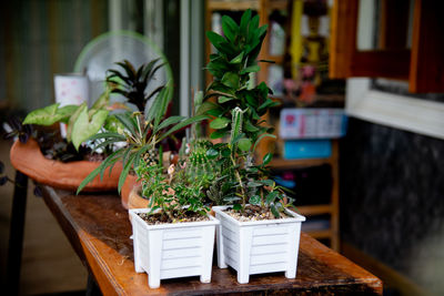 Potted plants on table