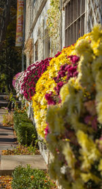 Multi colored flowers in front of building