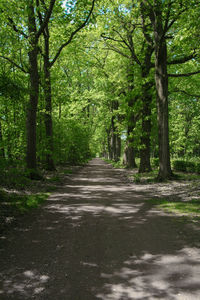 Road passing through forest